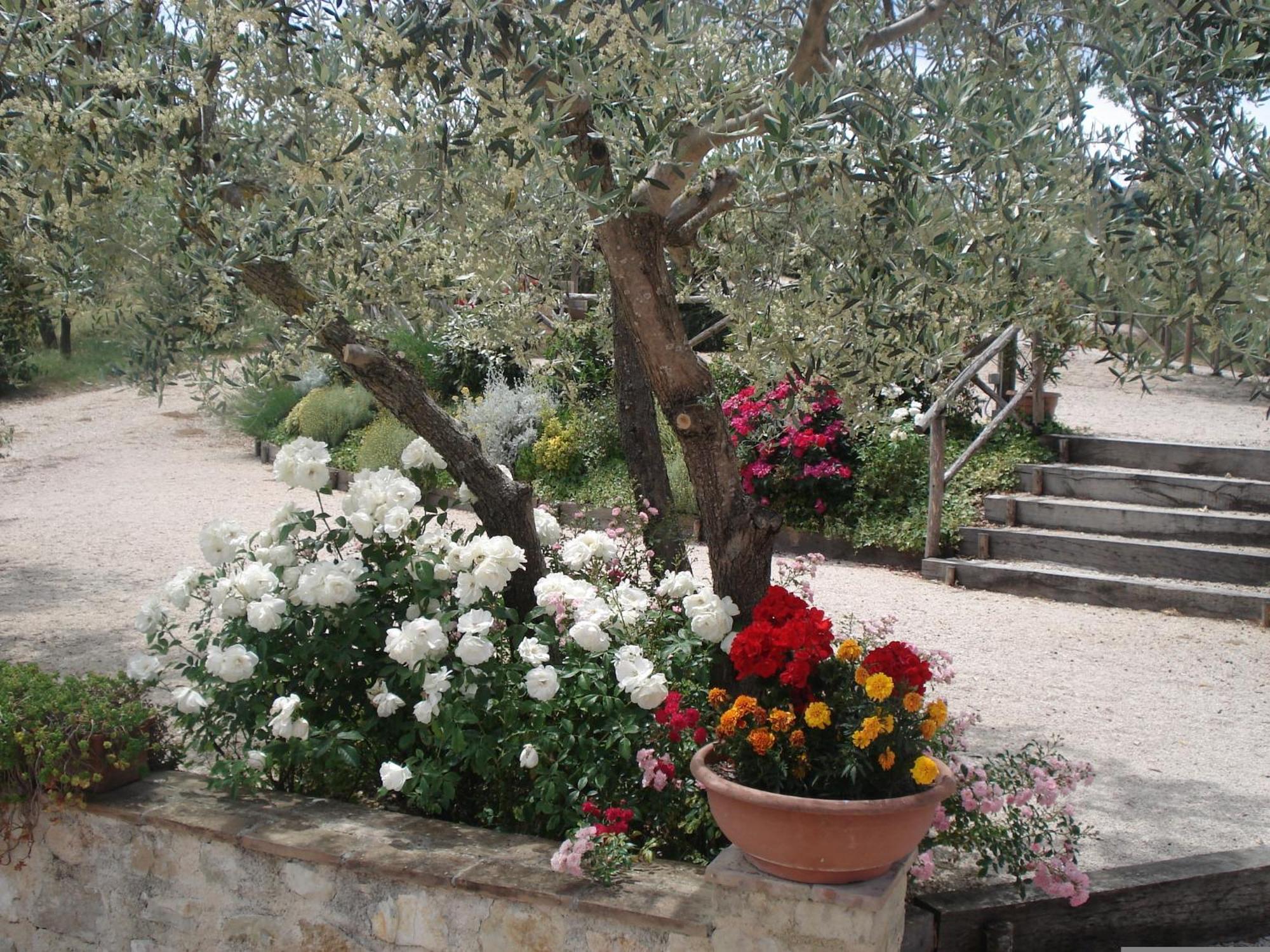 Tenuta Colverano Монтефалко Екстериор снимка