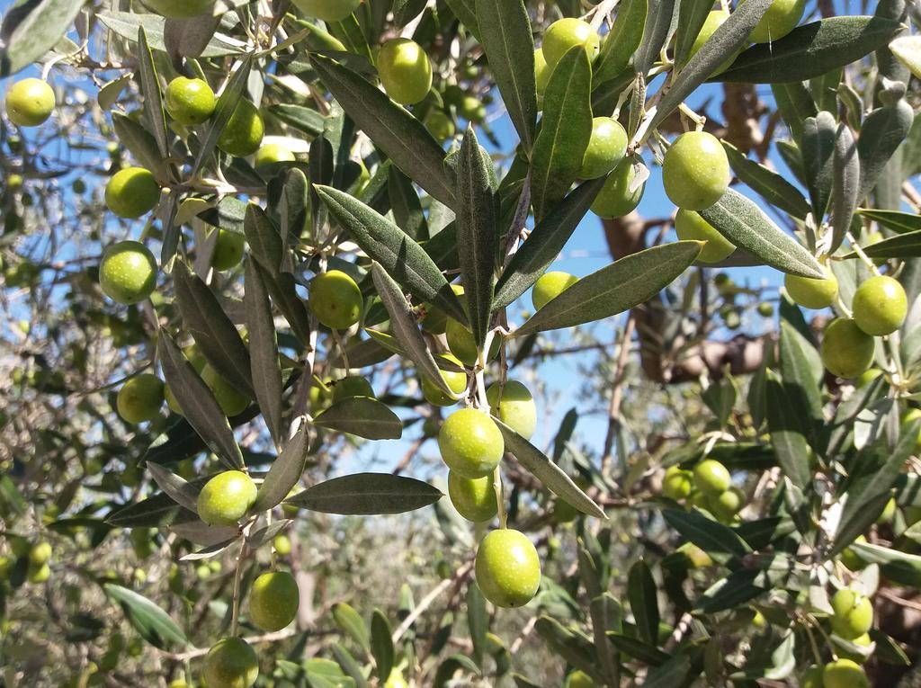 Tenuta Colverano Монтефалко Екстериор снимка
