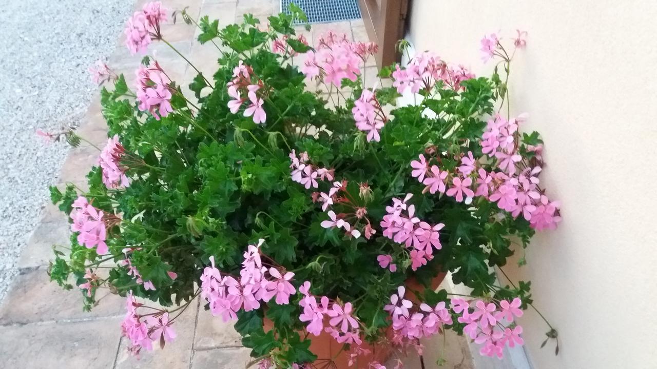 Tenuta Colverano Монтефалко Екстериор снимка