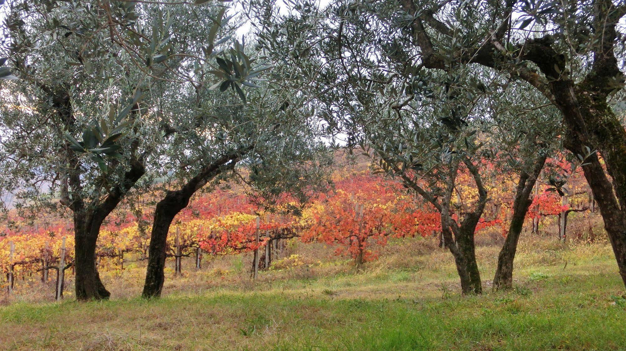 Tenuta Colverano Монтефалко Екстериор снимка